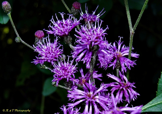 {Vernonia gigantea}